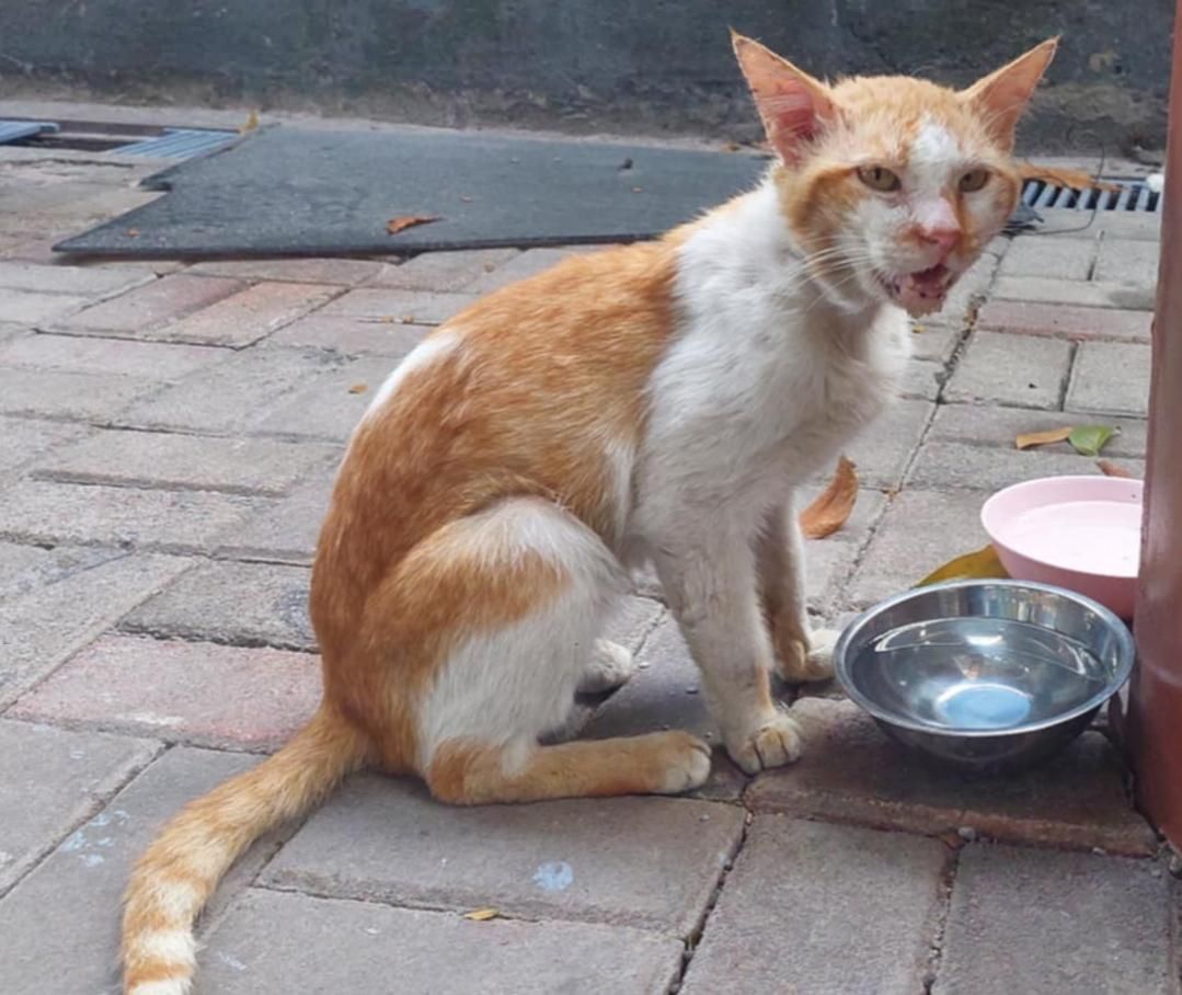 Cat