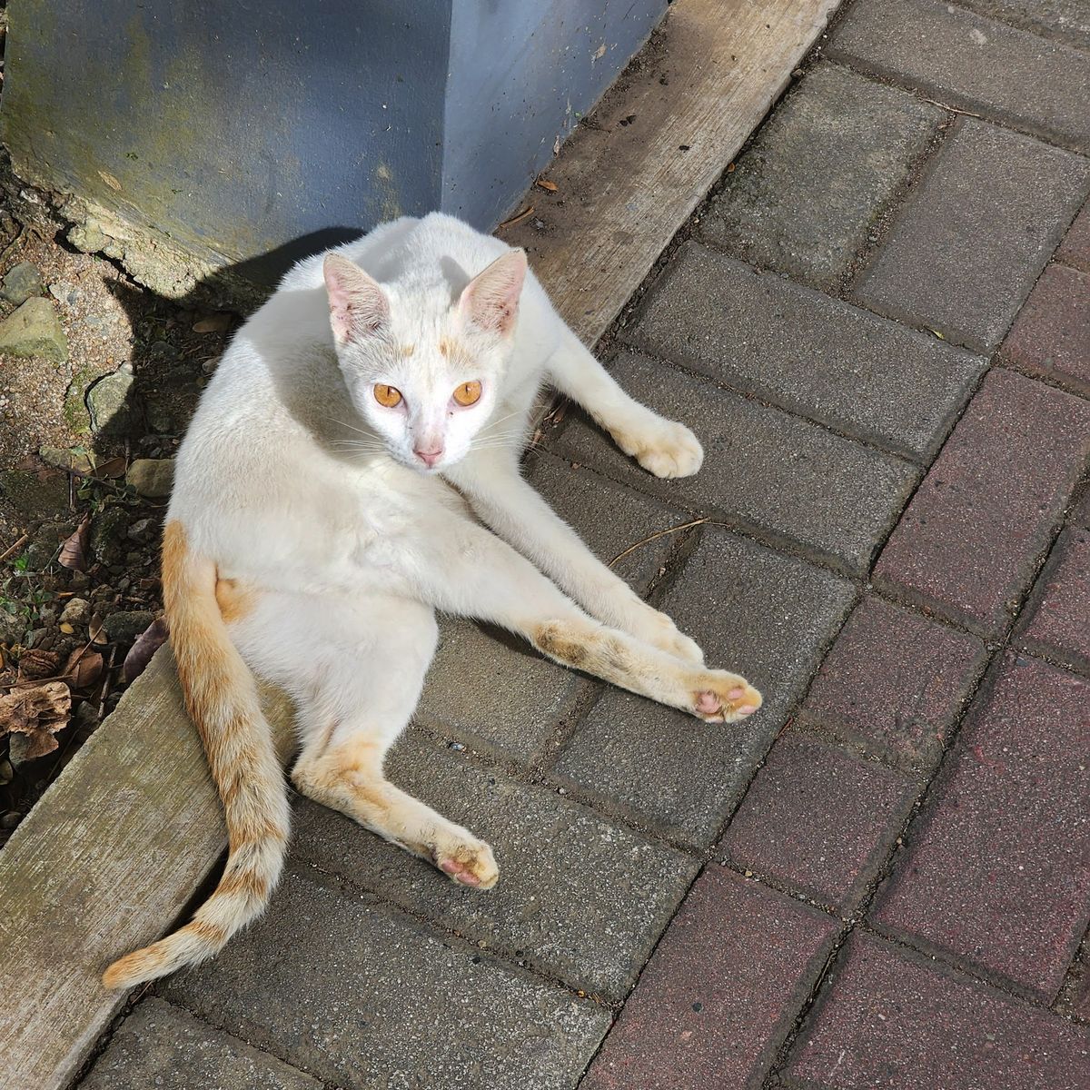 Gilbert