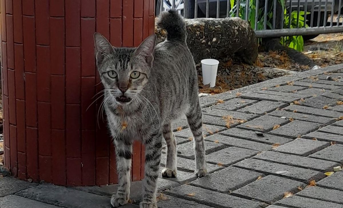 Cat