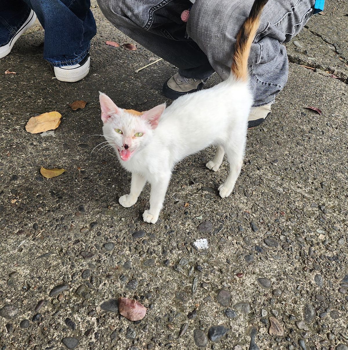 Cat