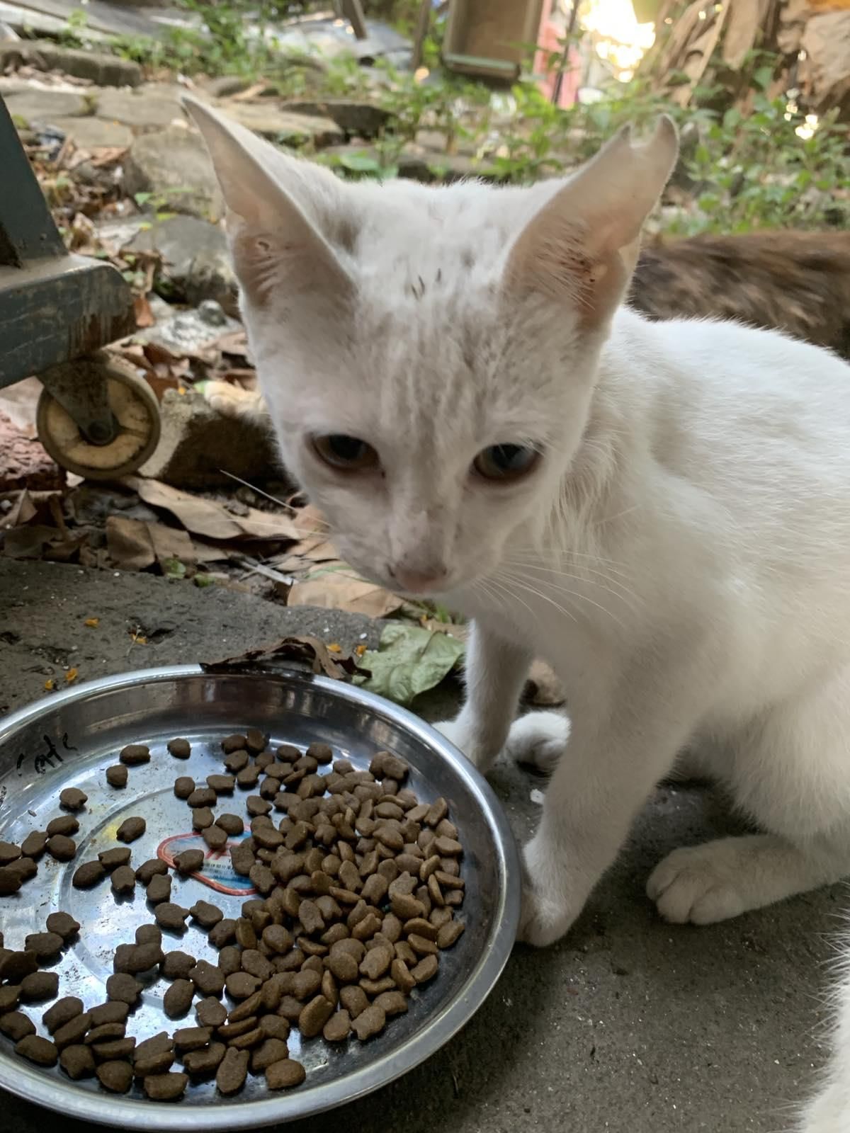 Whitey