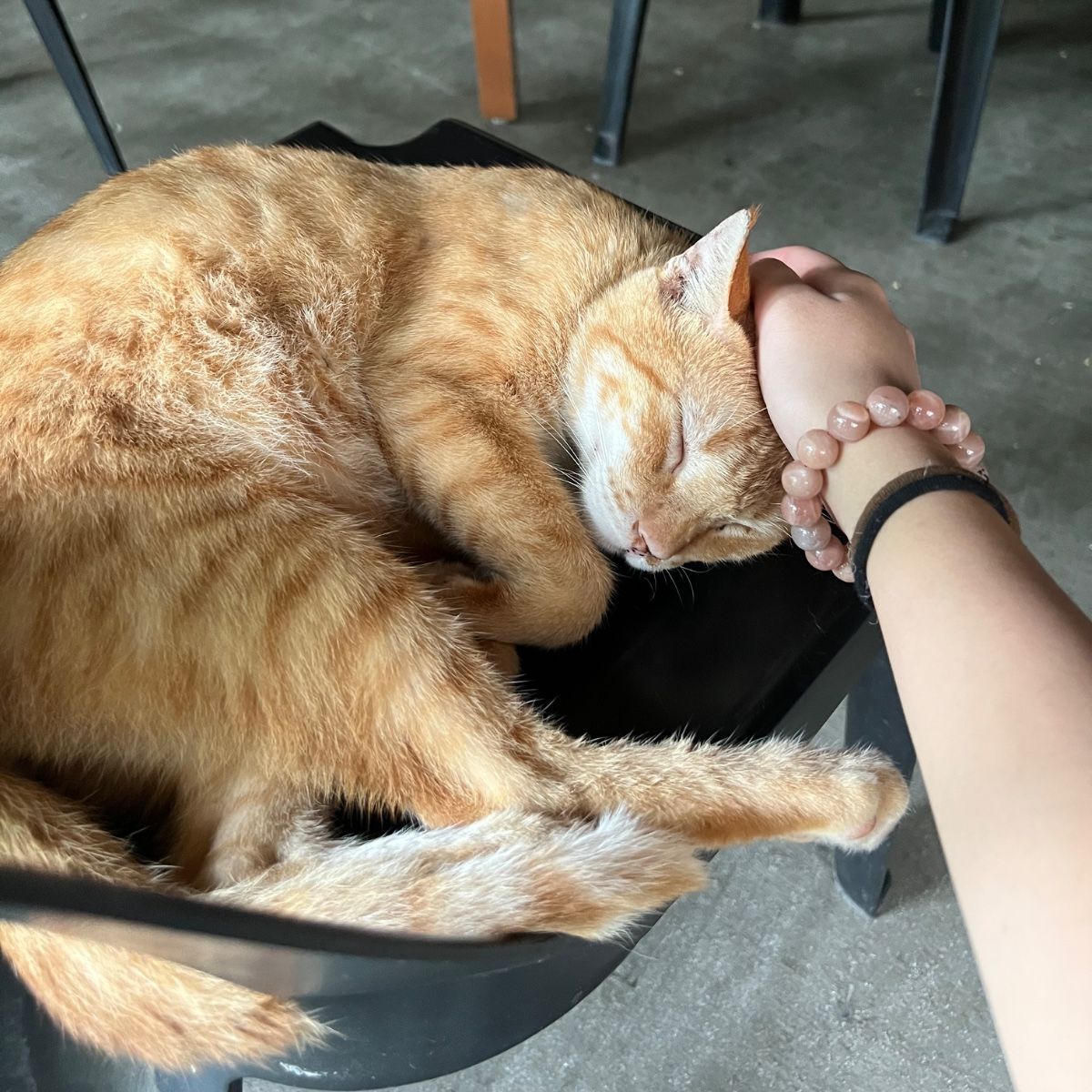 Ginger / Tiger