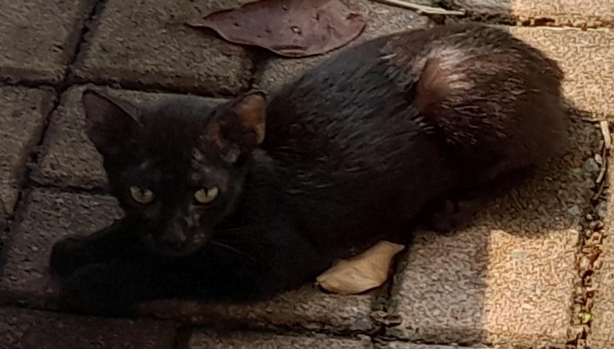 Cat