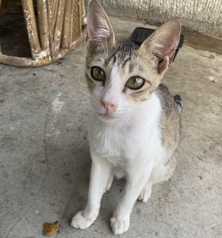 Bibi
