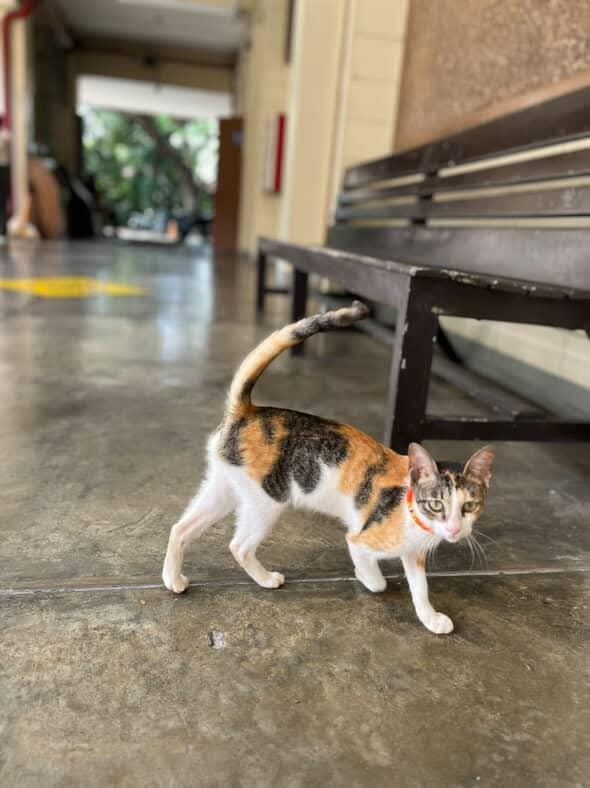 Bella / Belle