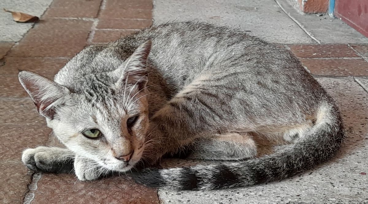 Cat