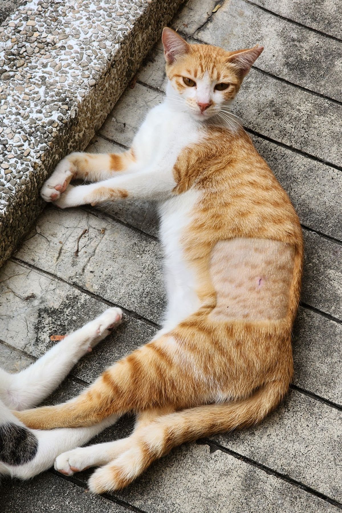 Ginger