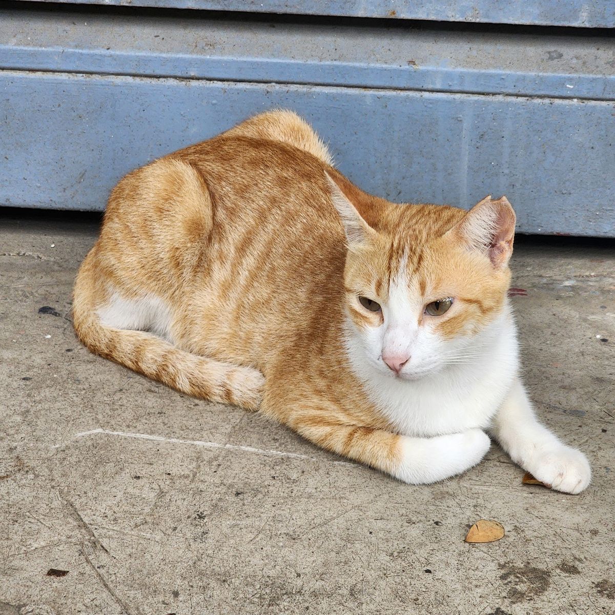Full Orange