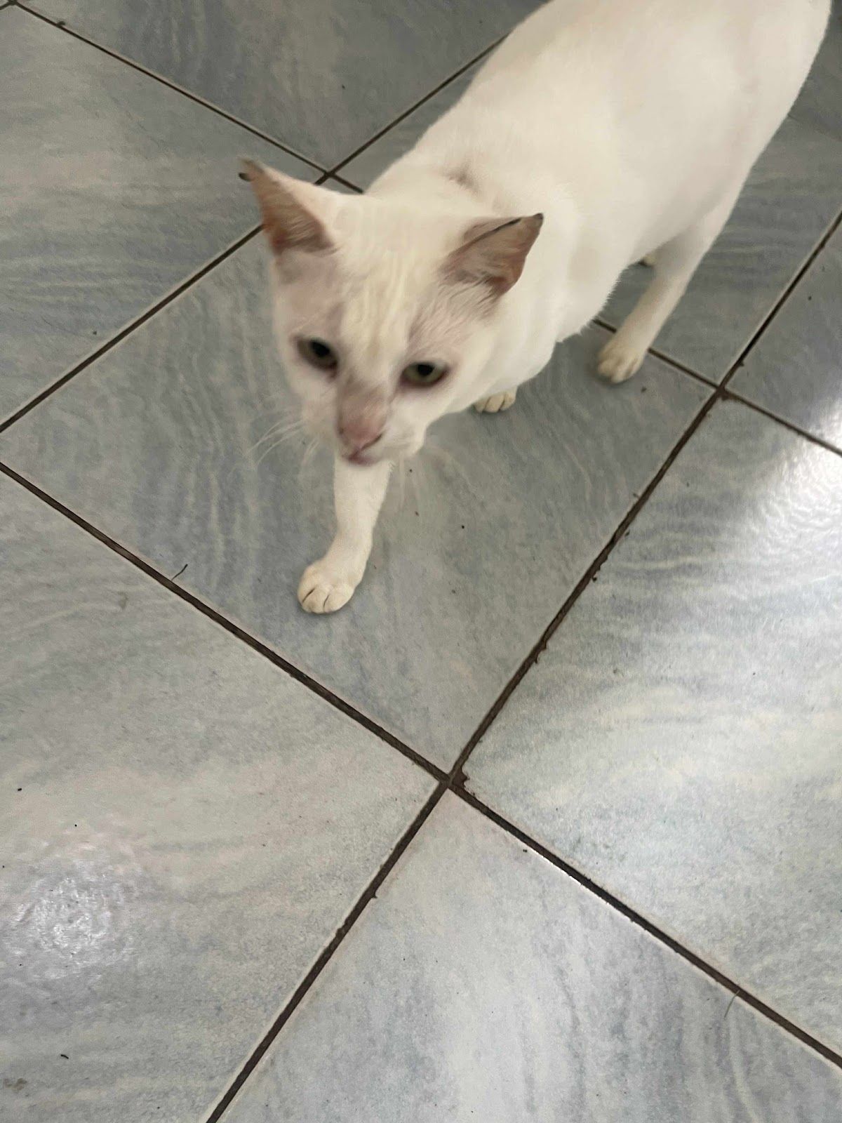 Chonky